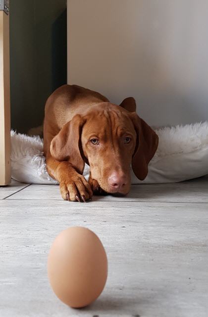 Viszla Jako...     manchmal Freitags & in Kursen dabei